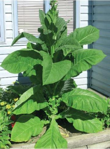 Tobacco Seeds - Canadian Virginia Flue Cured Light